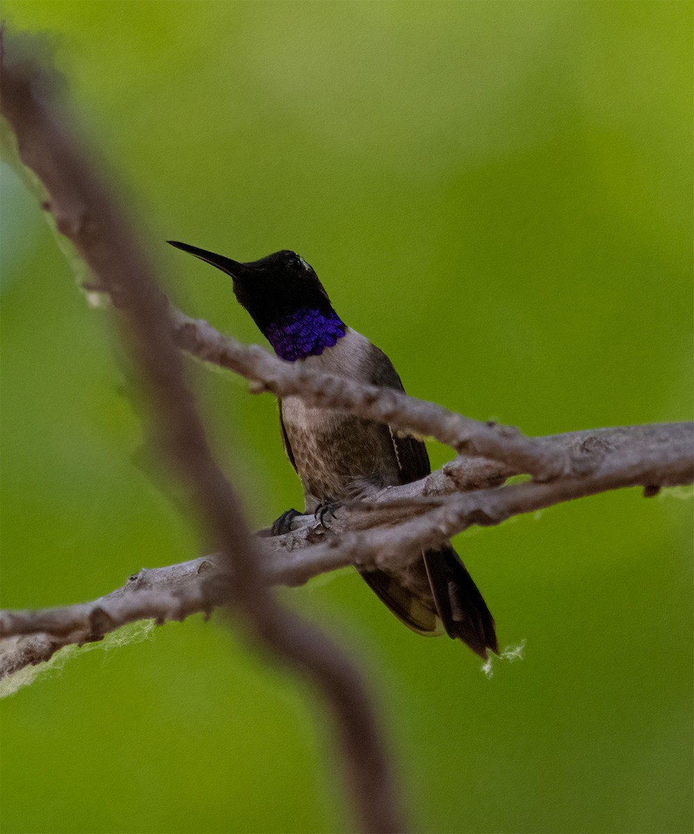 Black-chinned Hummingbird - ML450264811