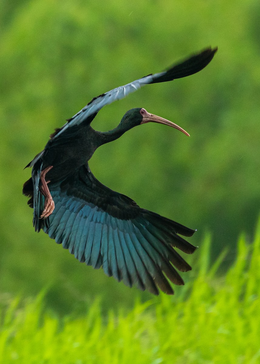 Bare-faced Ibis - ML450264861