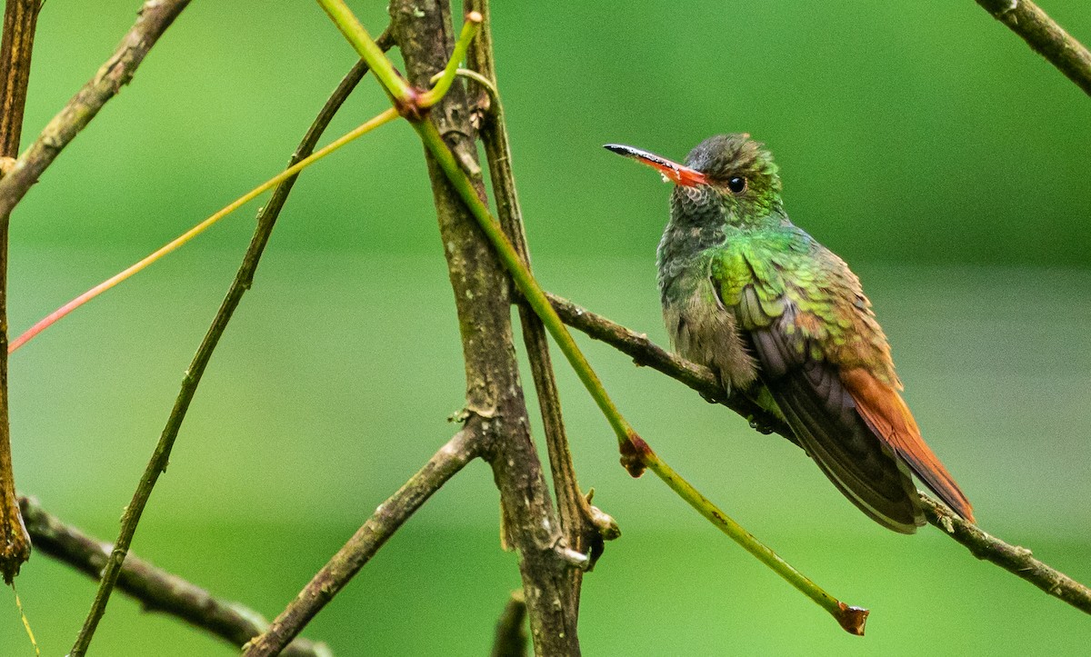 Rufous-tailed Hummingbird - ML450265711