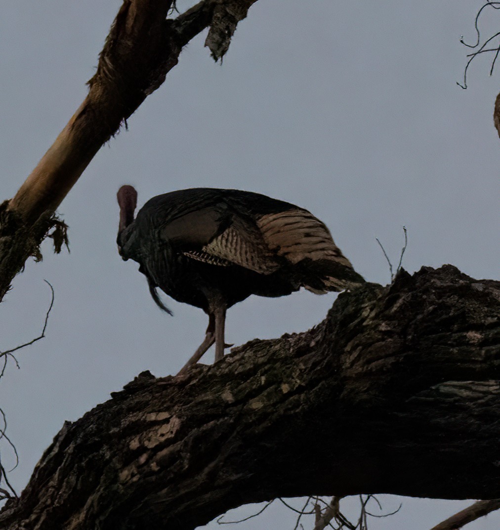 Wild Turkey - ML450265761