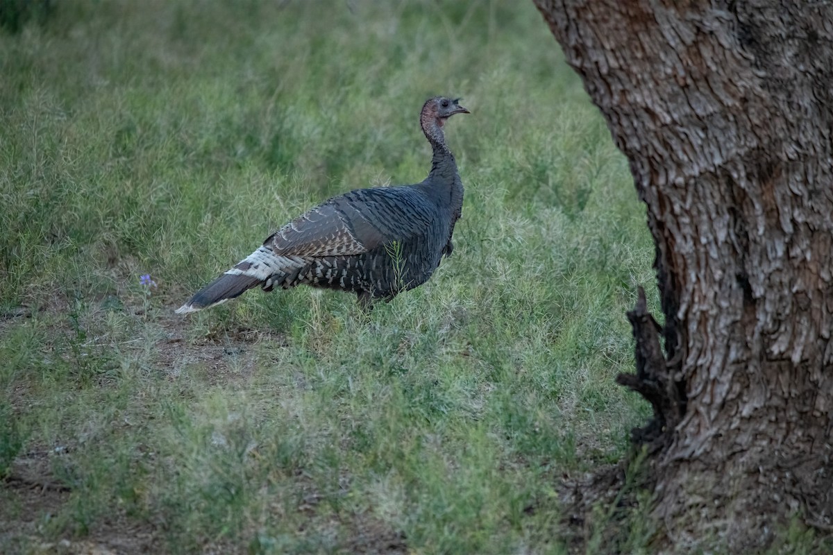 Wild Turkey - ML450265781