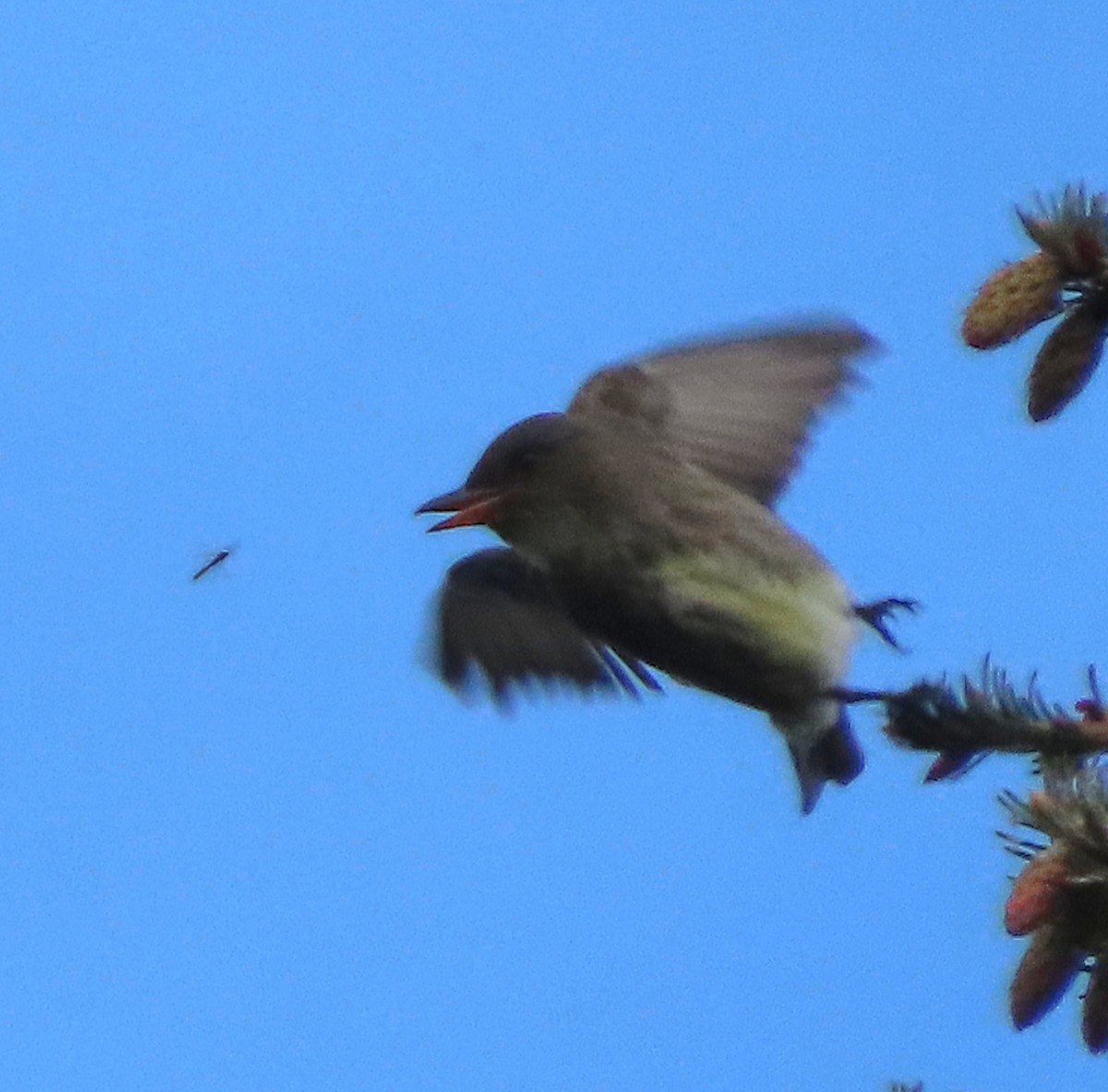 Olive-sided Flycatcher - ML450267471