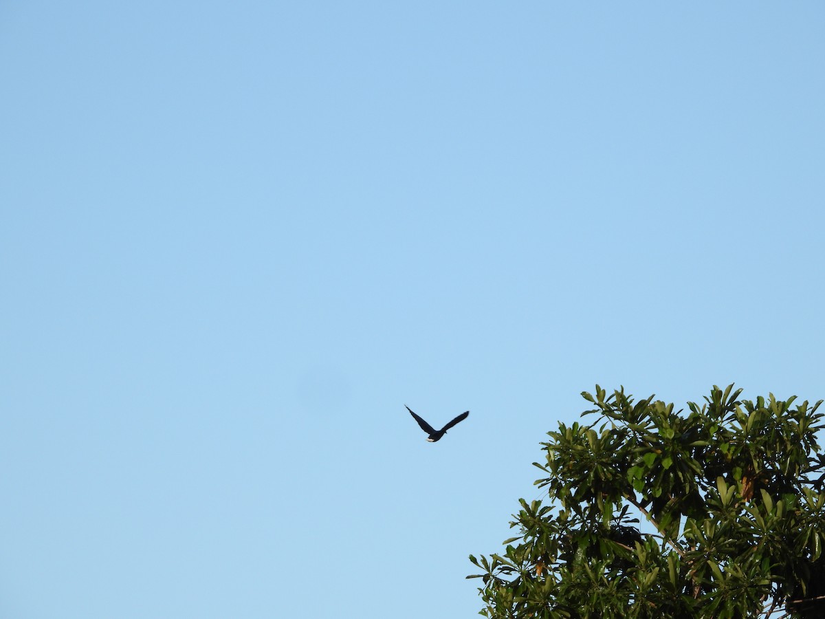 Nicobar Pigeon - ML450267951