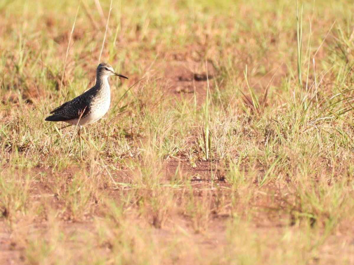 Wood Sandpiper - ML450268281