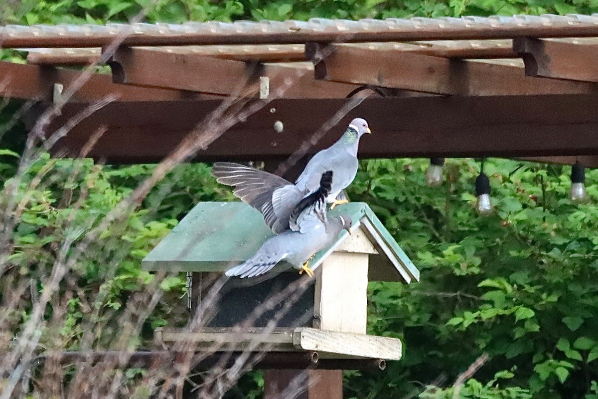 Band-tailed Pigeon - Gordon Atkins