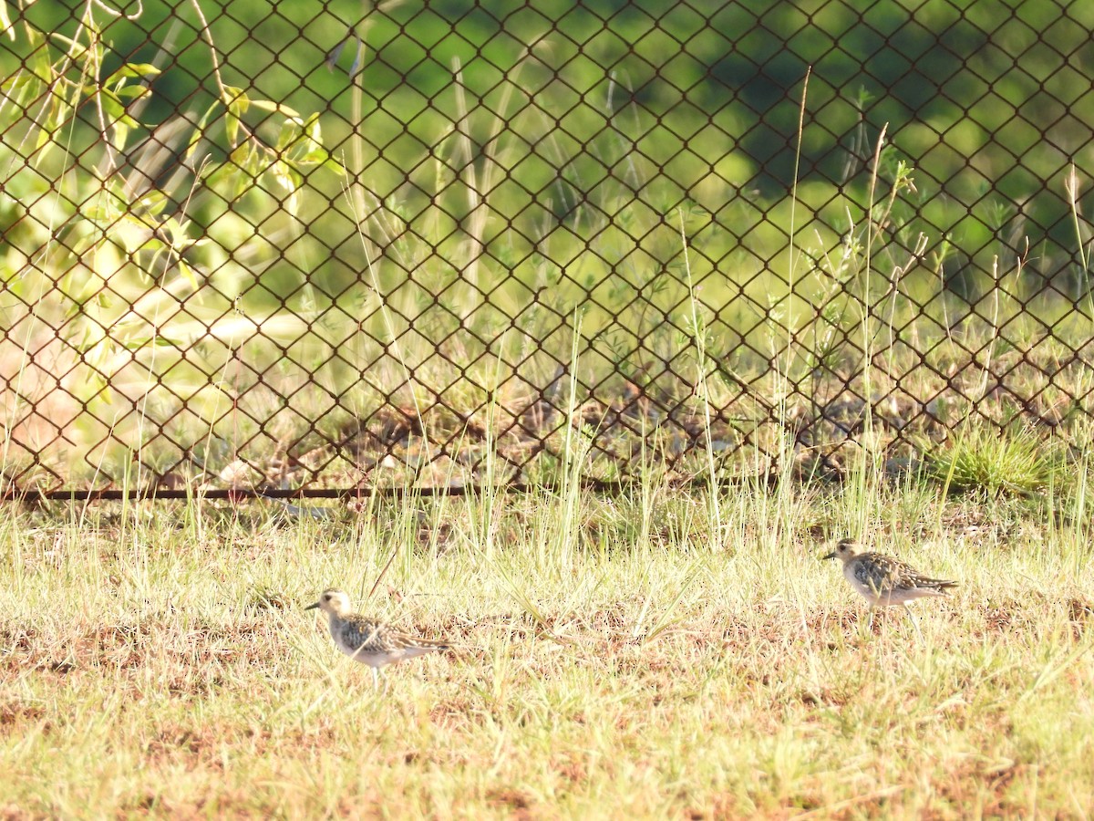 Pacific Golden-Plover - ML450268481