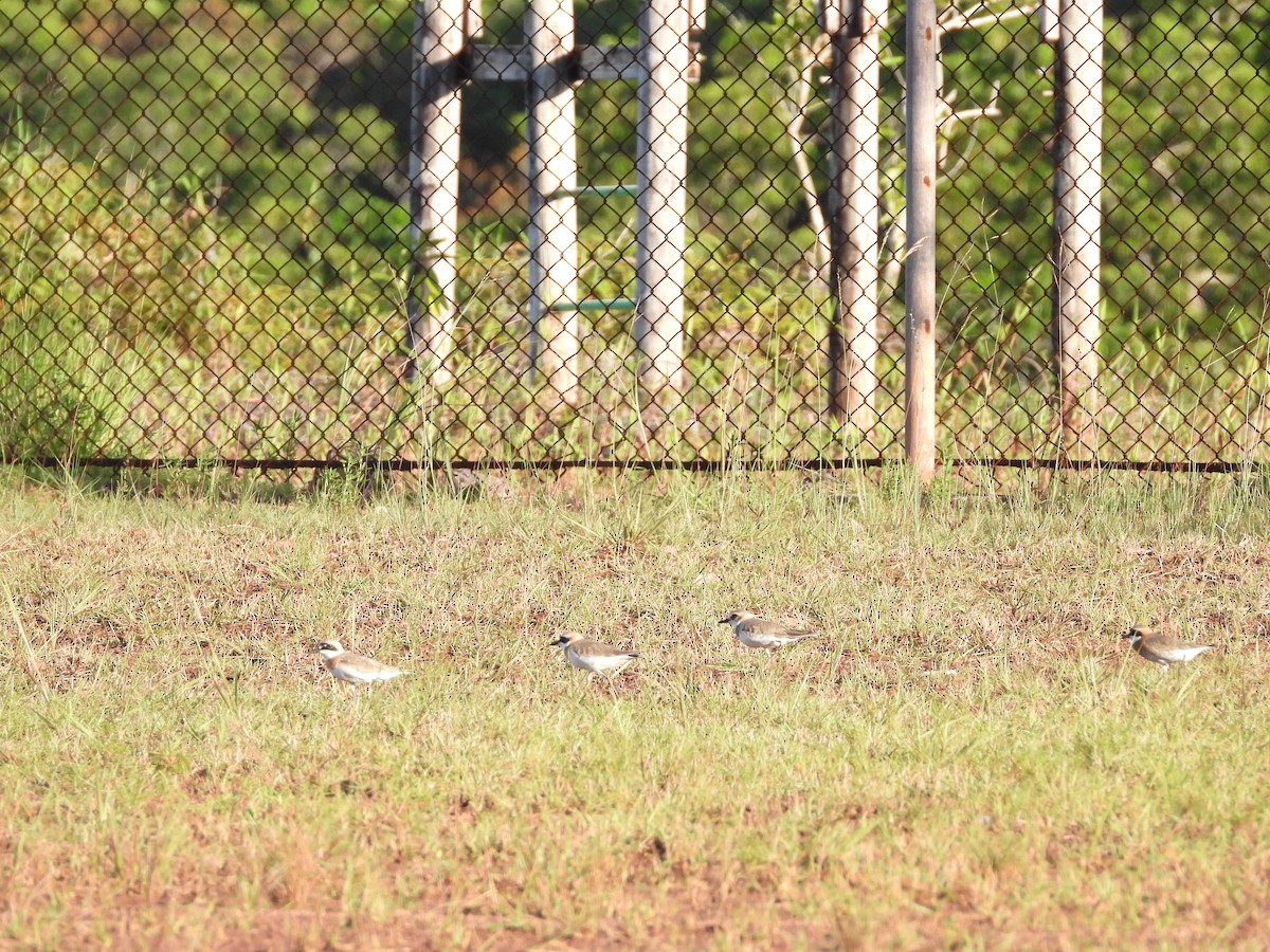 Greater Sand-Plover - ML450269021