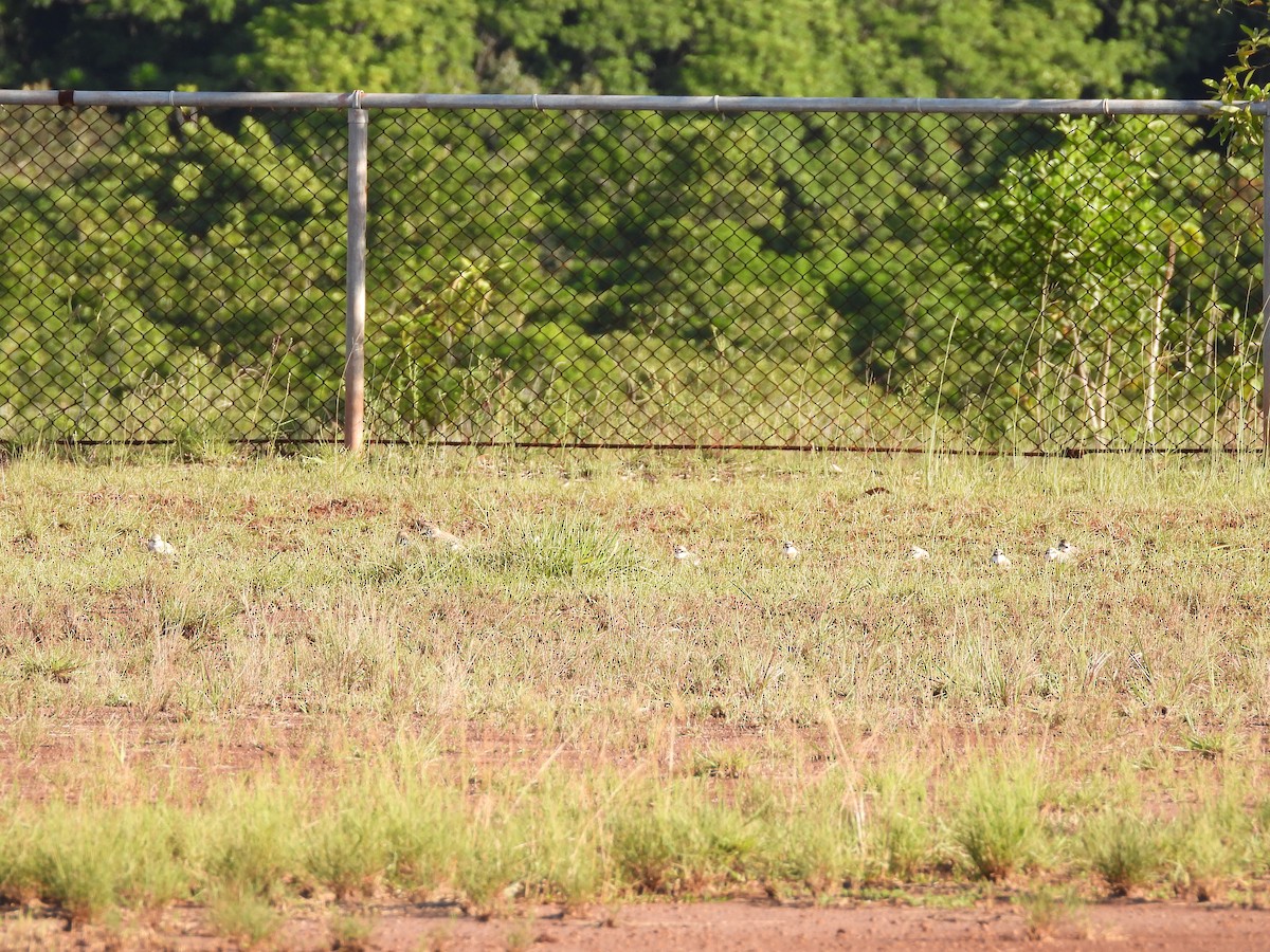 Greater Sand-Plover - ML450269131