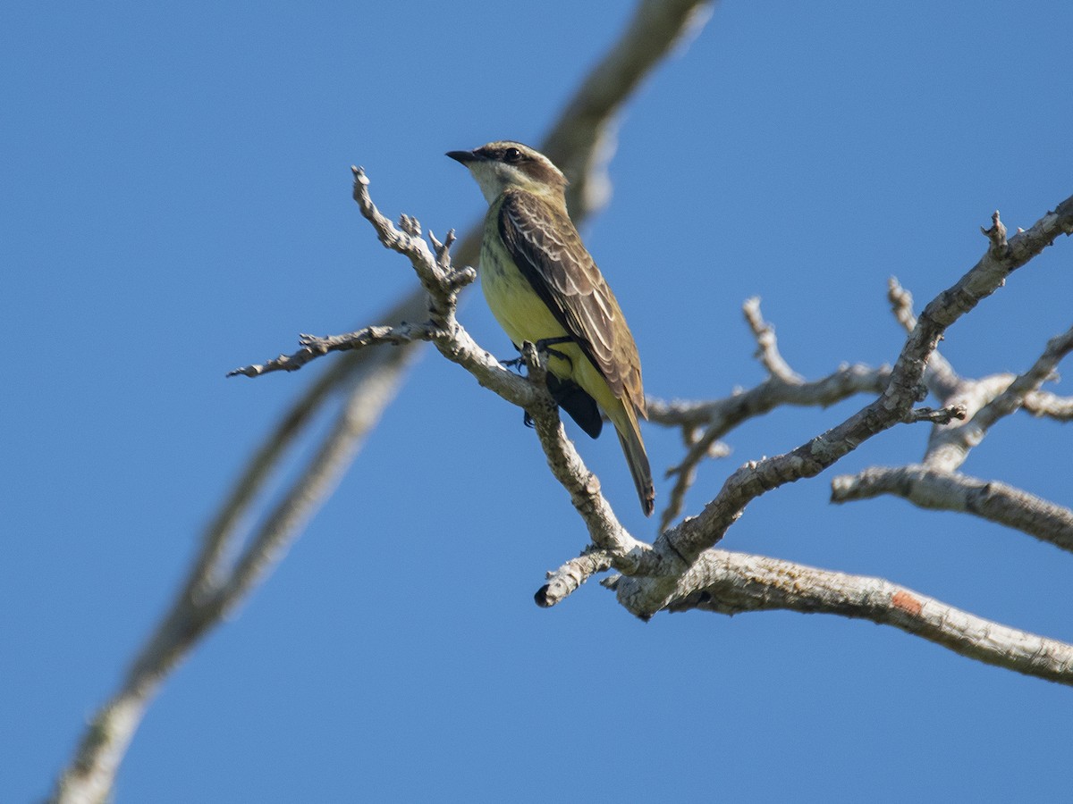 Piratic Flycatcher - ML450270851