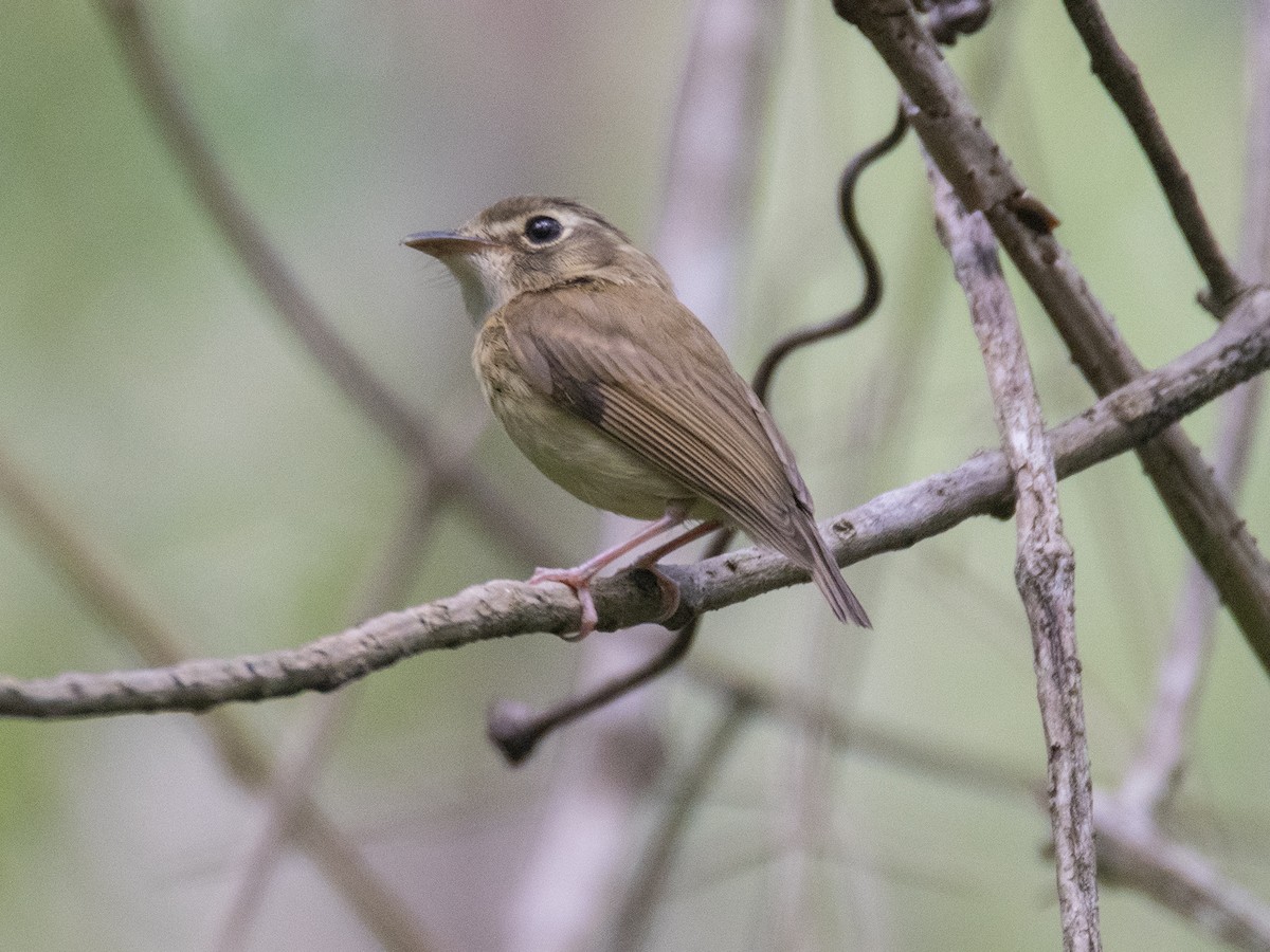 Stub-tailed Spadebill - Paúl  Martínez Córdova