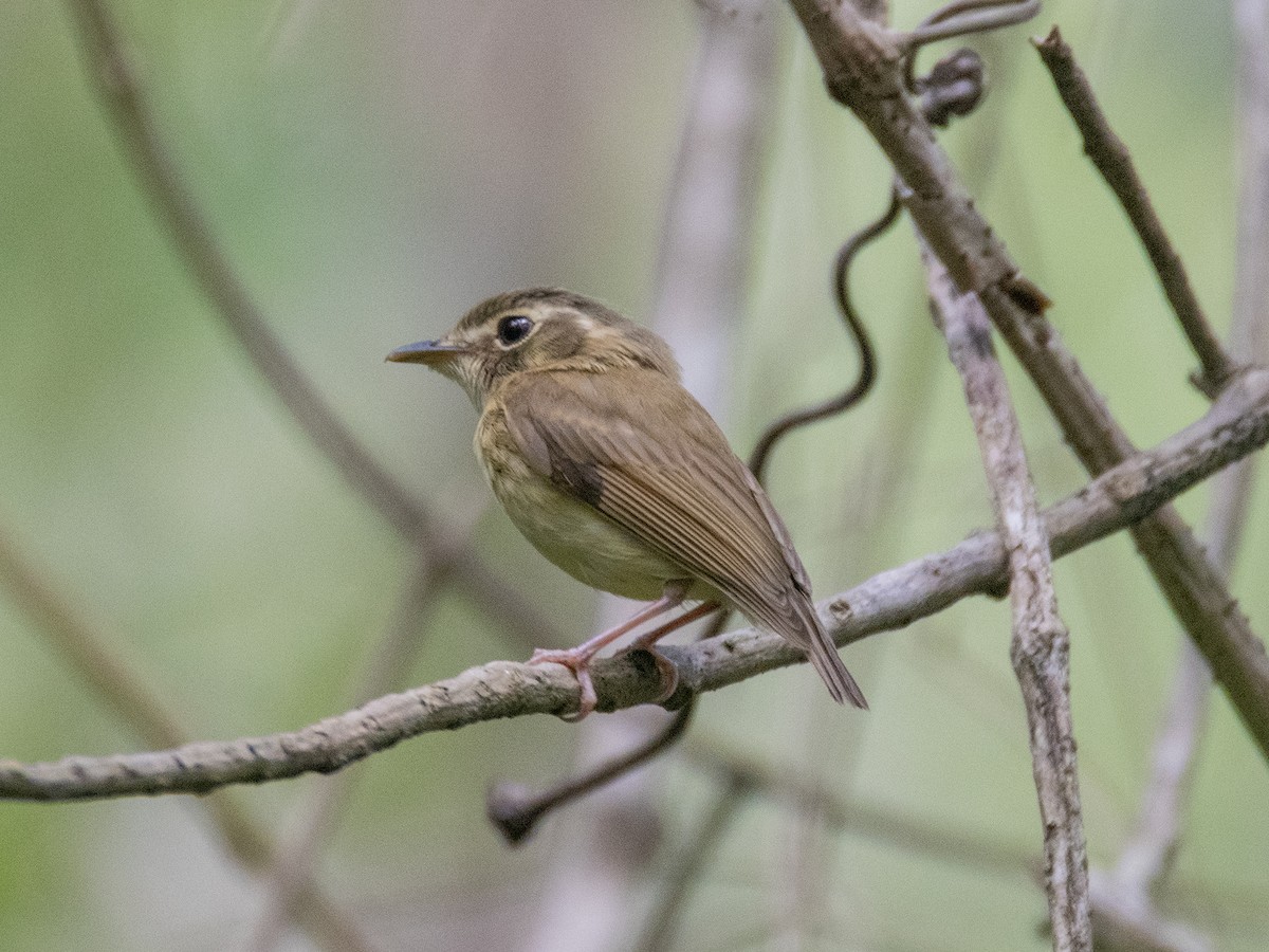 Stub-tailed Spadebill - ML450271101