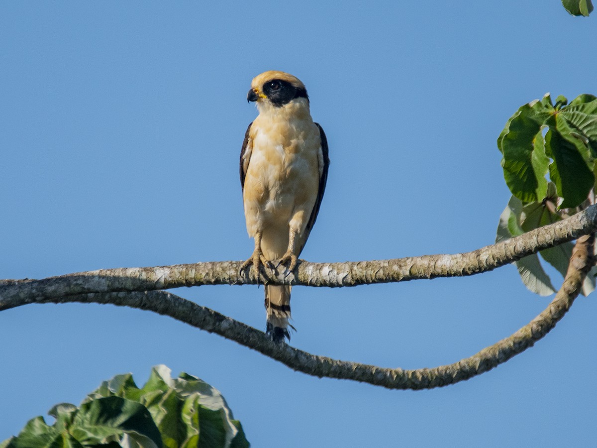 Laughing Falcon - ML450271231