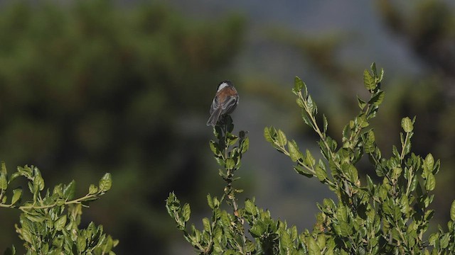 Mésange à dos marron - ML450271241