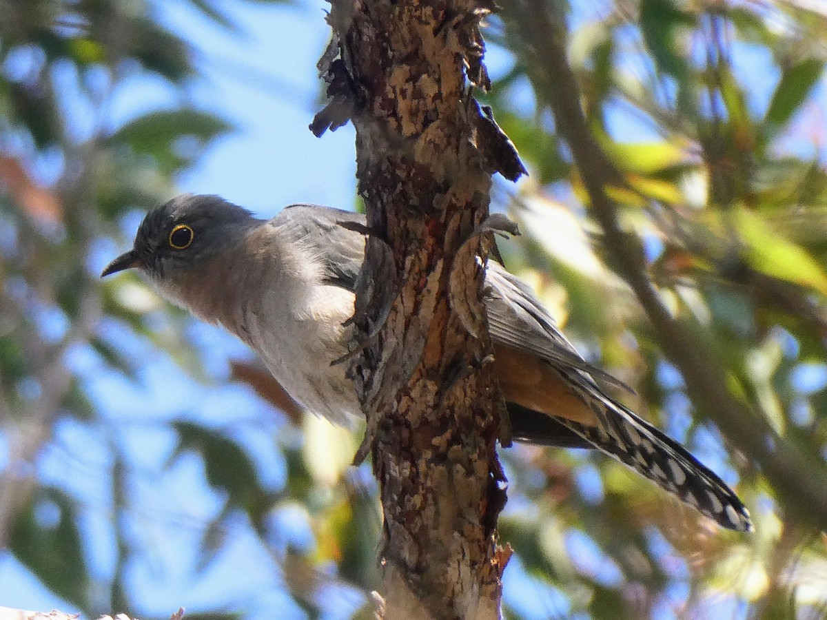 Fan-tailed Cuckoo - ML450273661