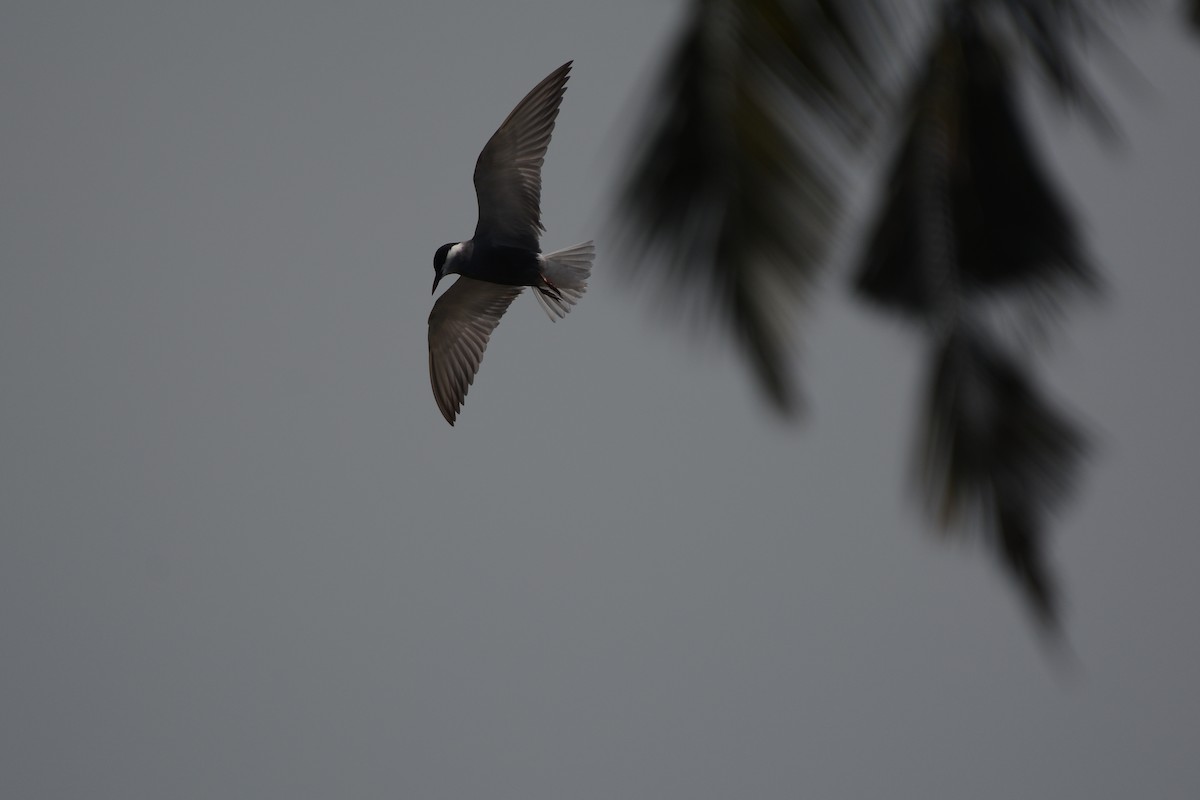 Whiskered Tern - ML450274971