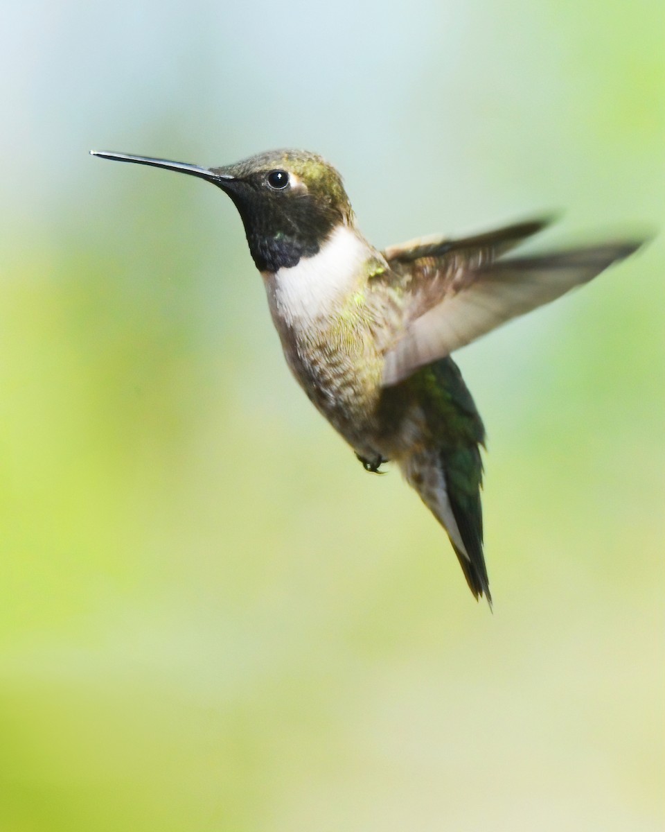 Black-chinned Hummingbird - Asher  Warkentin