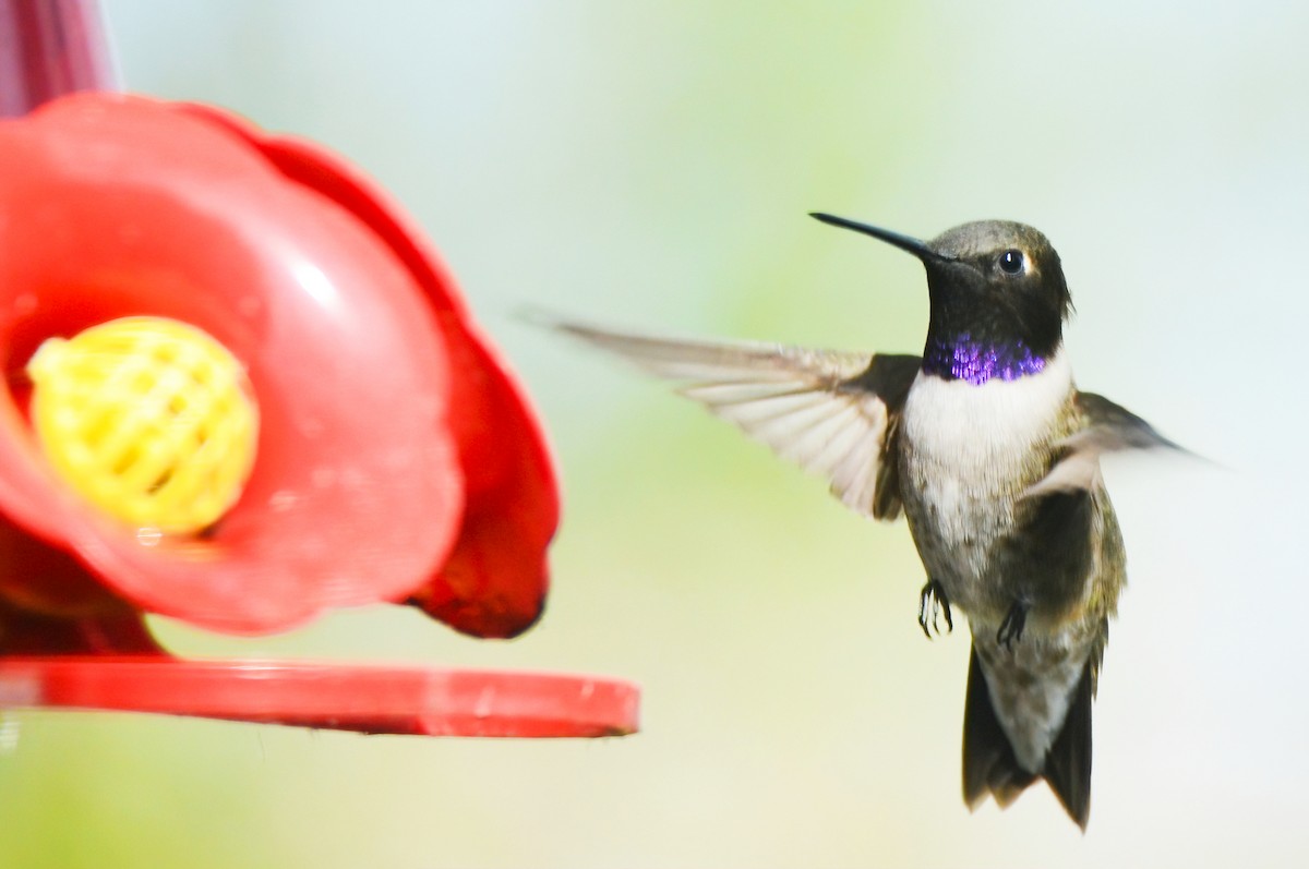 Black-chinned Hummingbird - ML450275301