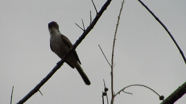 La Sagra's Flycatcher - ML450276181