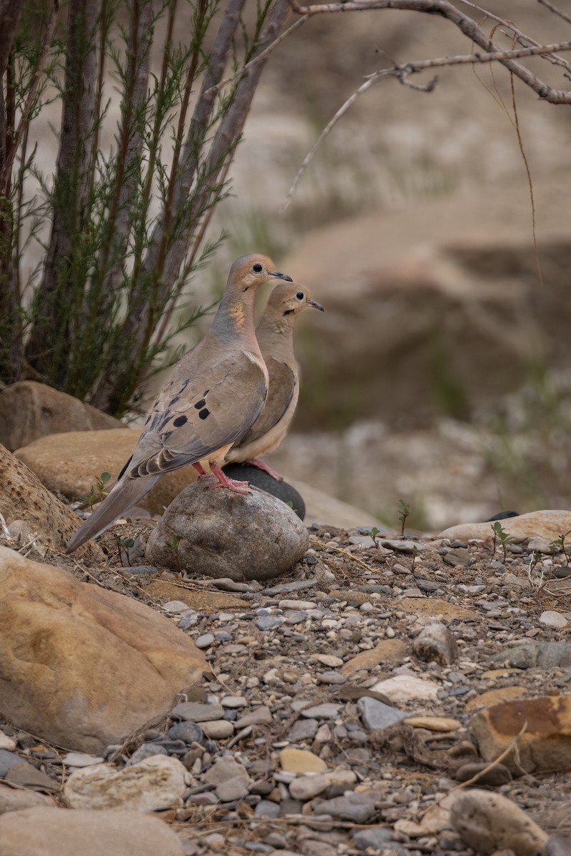 Mourning Dove - ML450277021