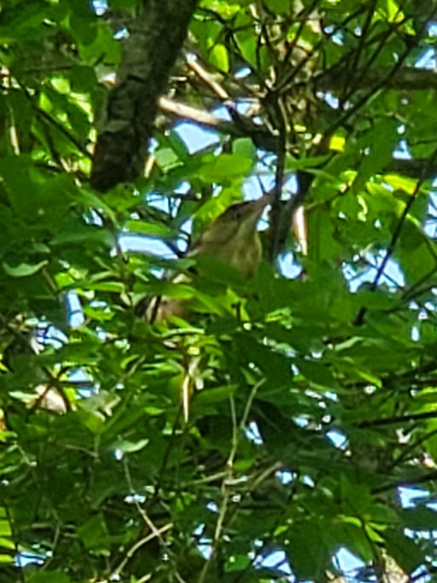 Least Bittern - Tim Kleman