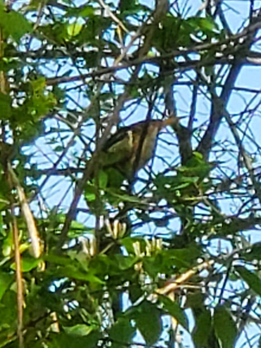 Least Bittern - ML450277171