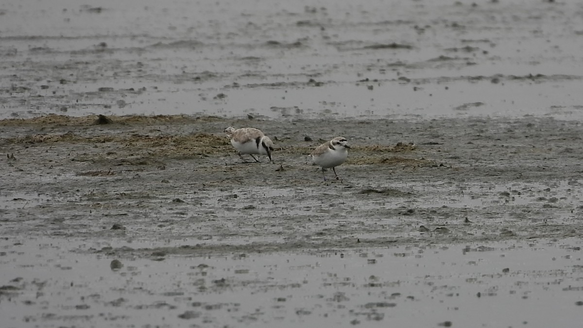 Snowy Plover - ML450281571