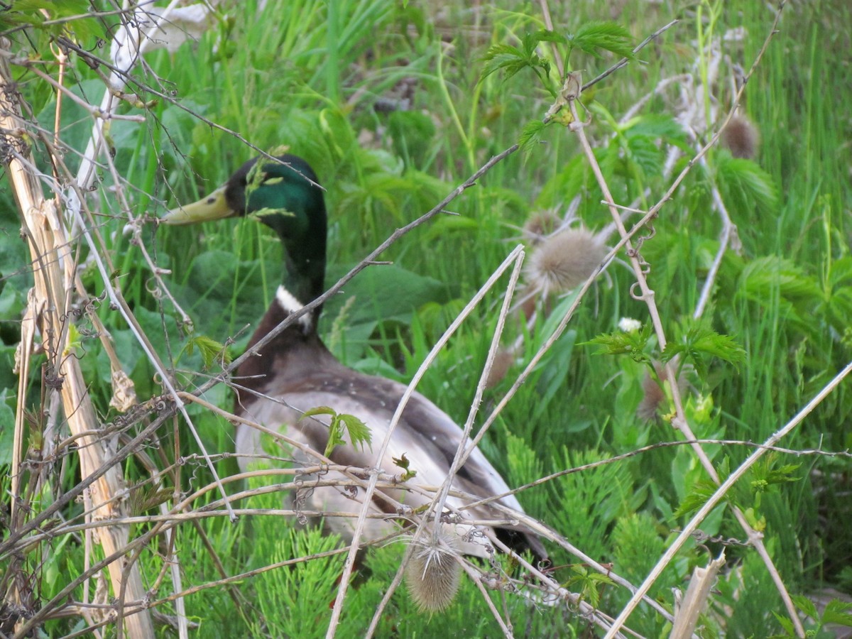 Mallard - Nicolás Selios