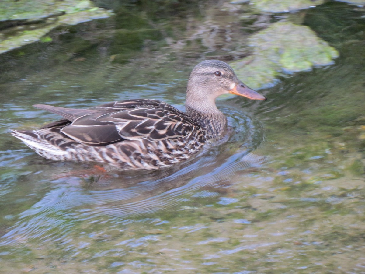 Canard colvert - ML450282981