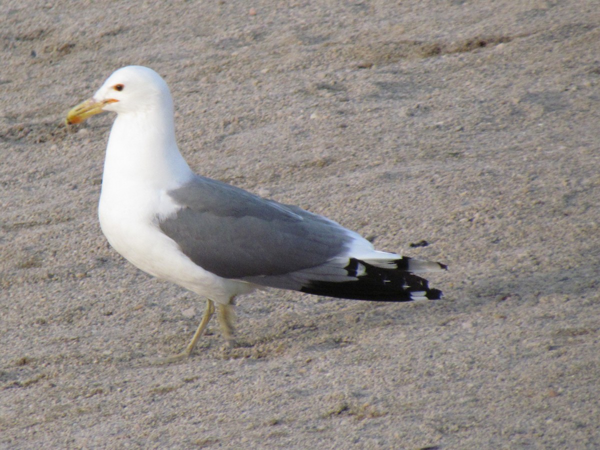 California Gull - ML450283051