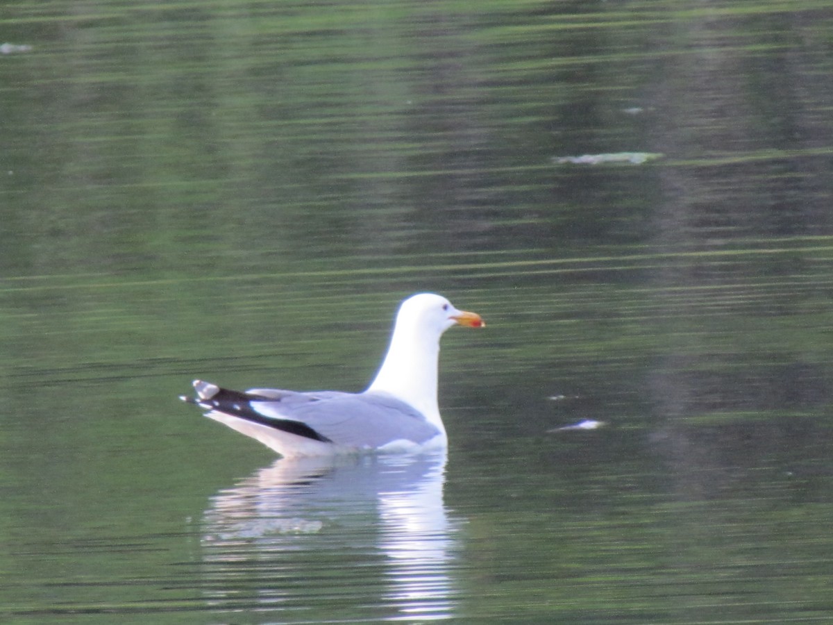 California Gull - Nicolás Selios