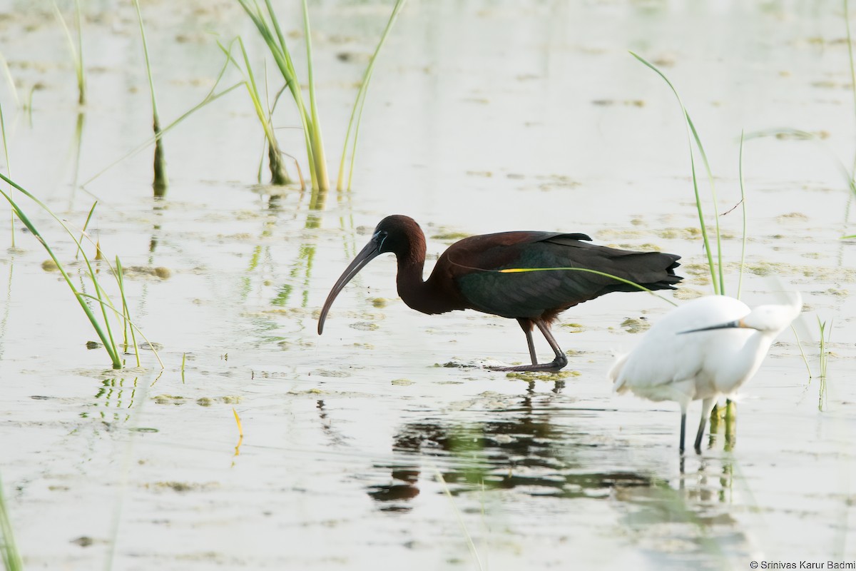 Glossy Ibis - ML450283091