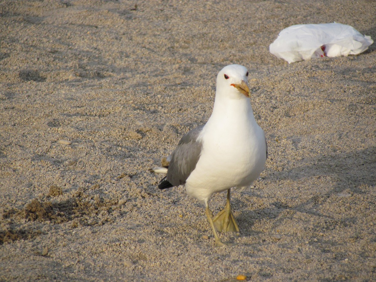 California Gull - ML450283111