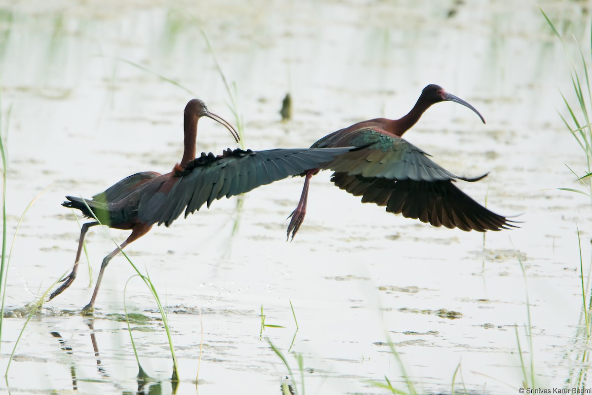 Glossy Ibis - ML450283161