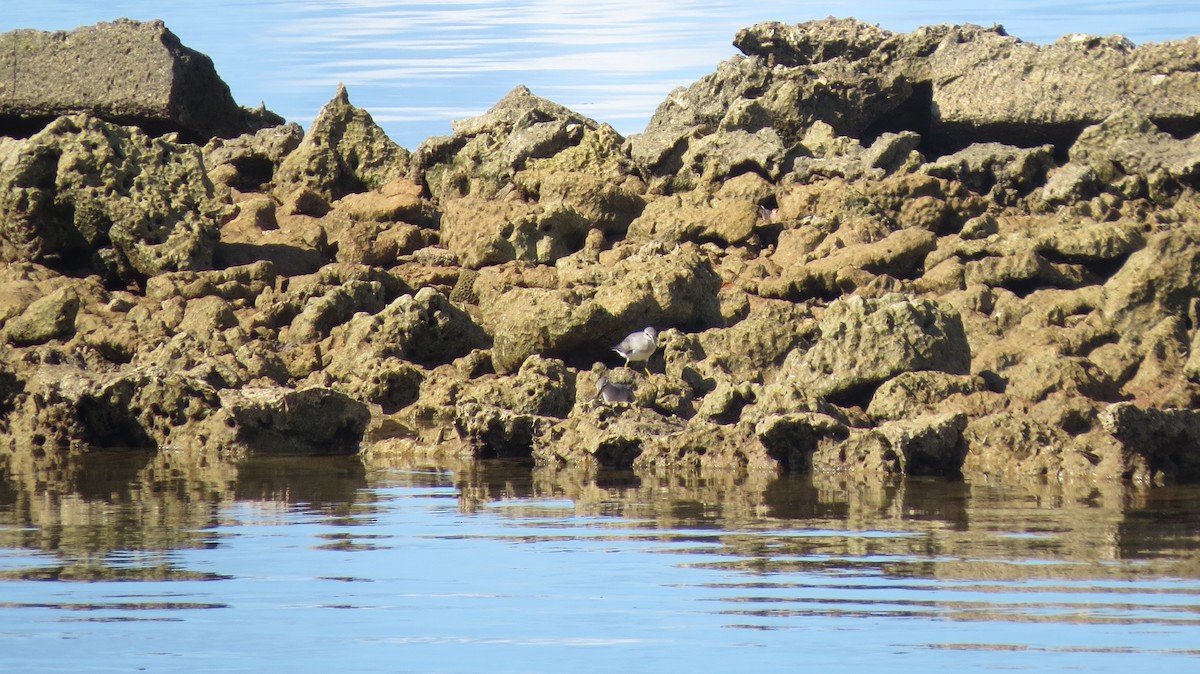 Wandering Tattler - ML450283181