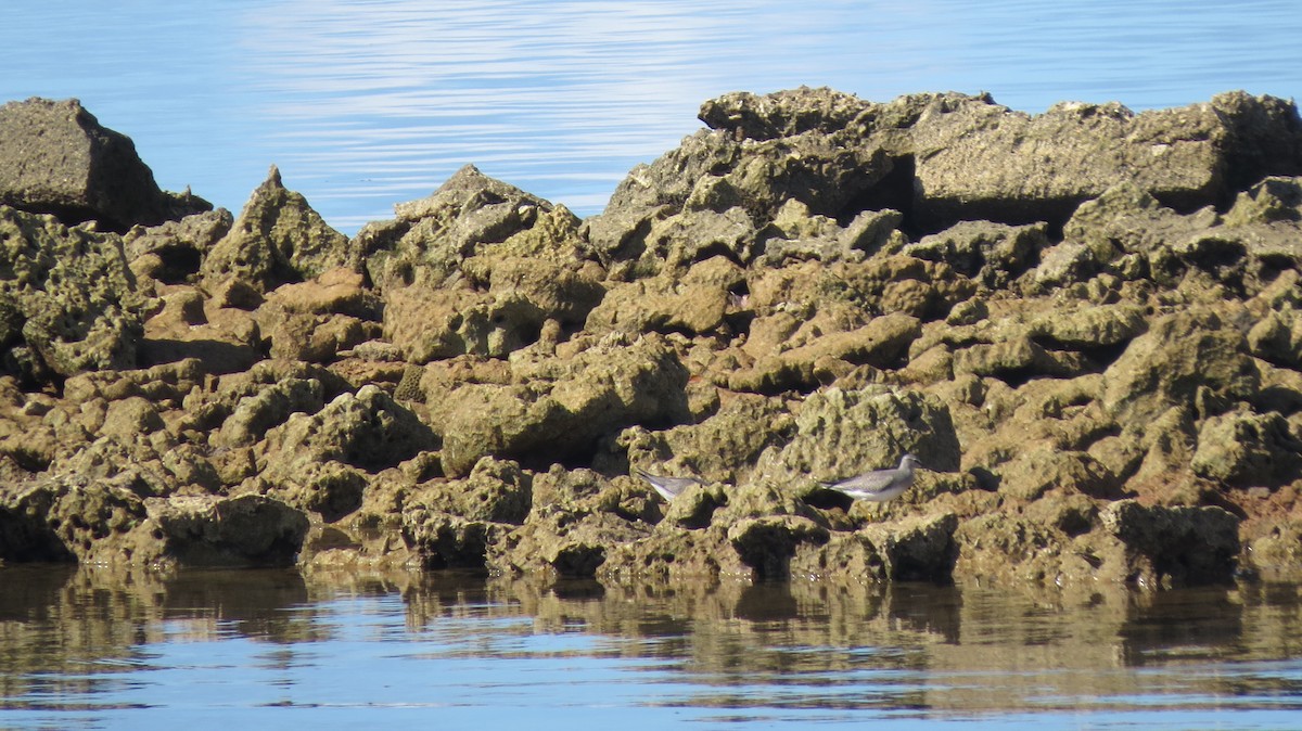 Wandering Tattler - ML450283301