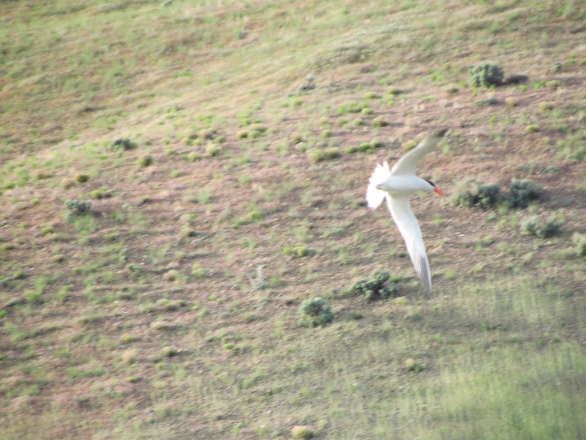 Caspian Tern - ML450283311