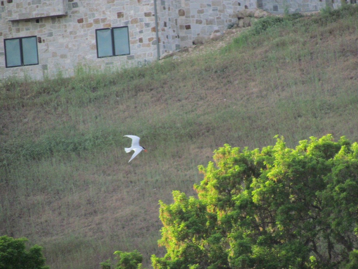 Caspian Tern - ML450283321