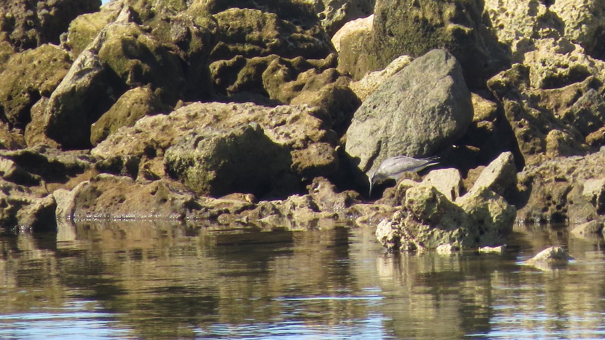 Wandering Tattler - ML450283331