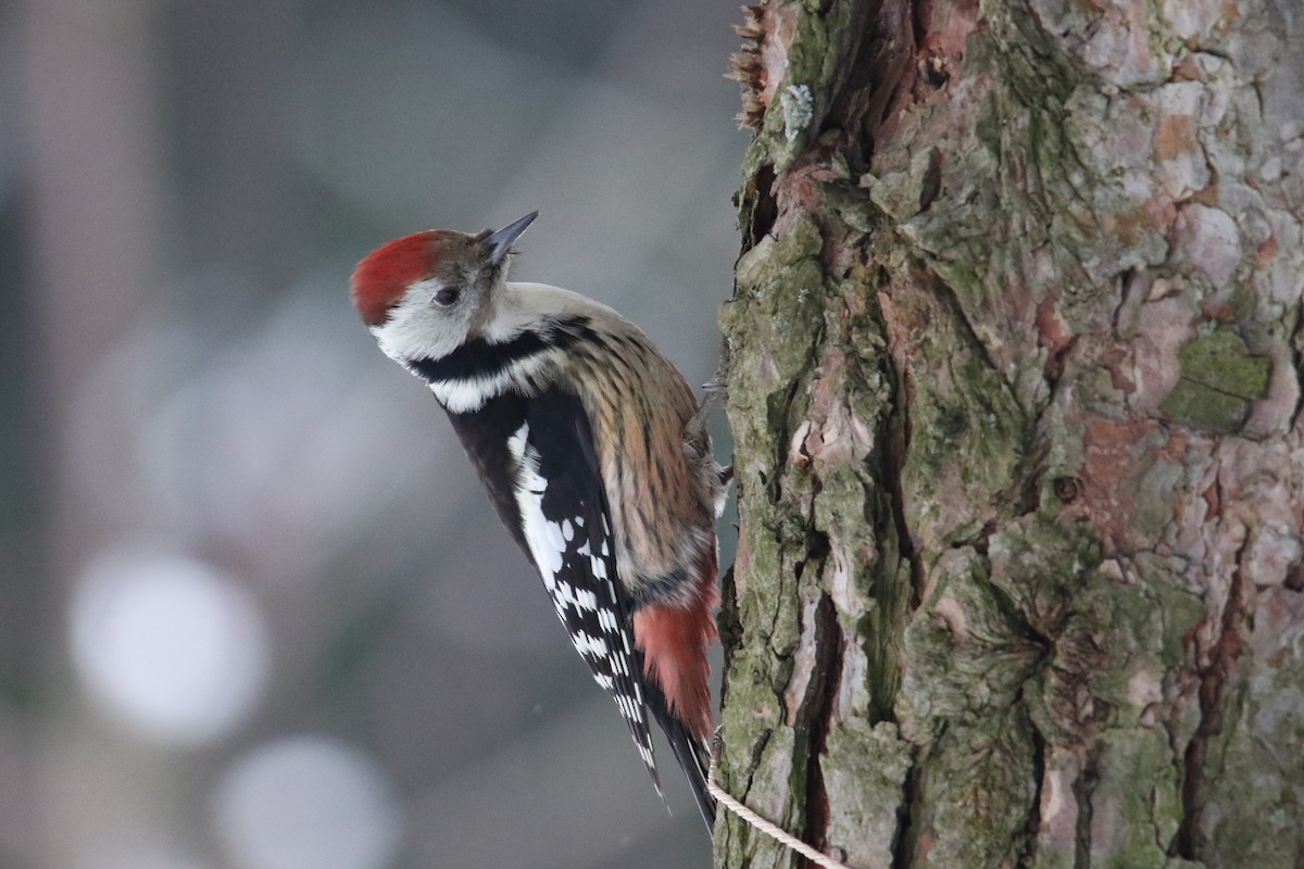 Middle Spotted Woodpecker - Tatyana Korzhitskaya