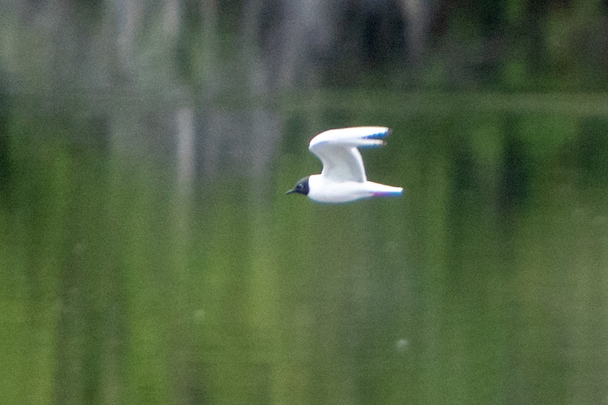 Bonaparte's Gull - ML450284361