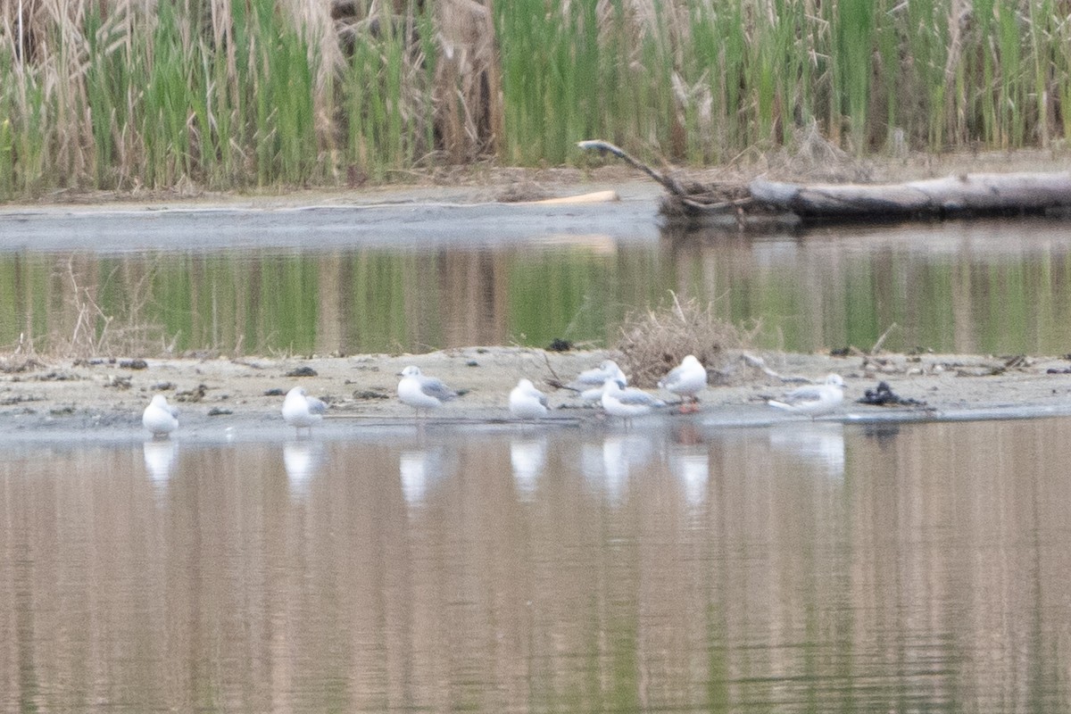 Bonaparte's Gull - ML450284371