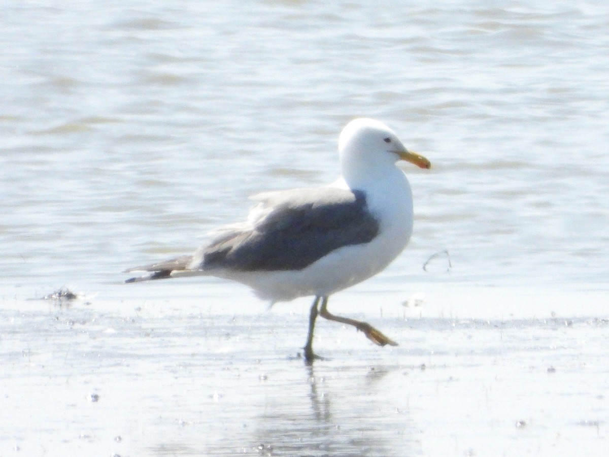 California Gull - ML450285561