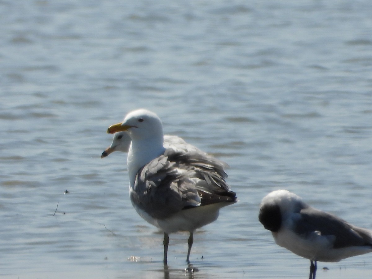 California Gull - ML450285571