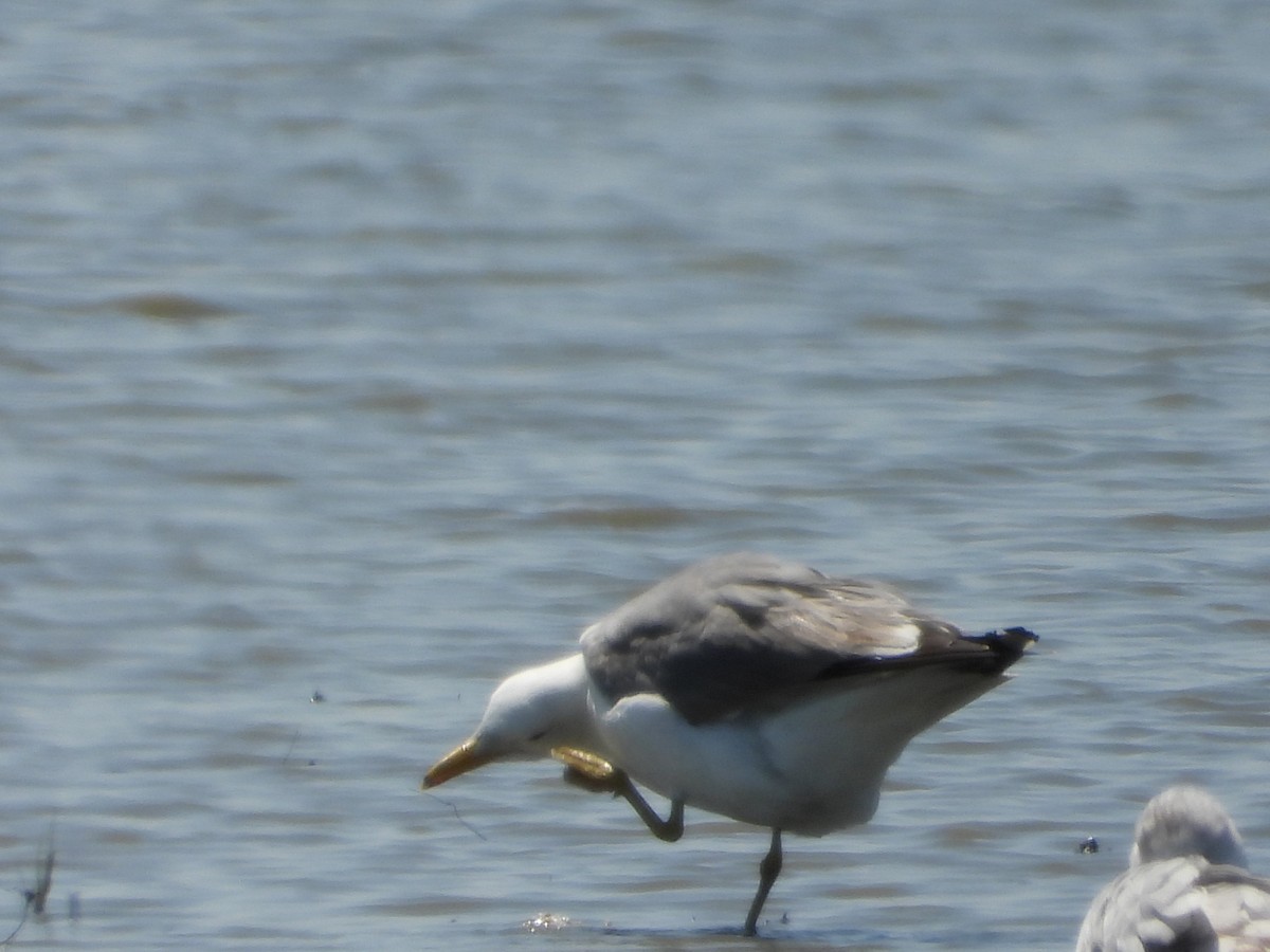 California Gull - ML450285581