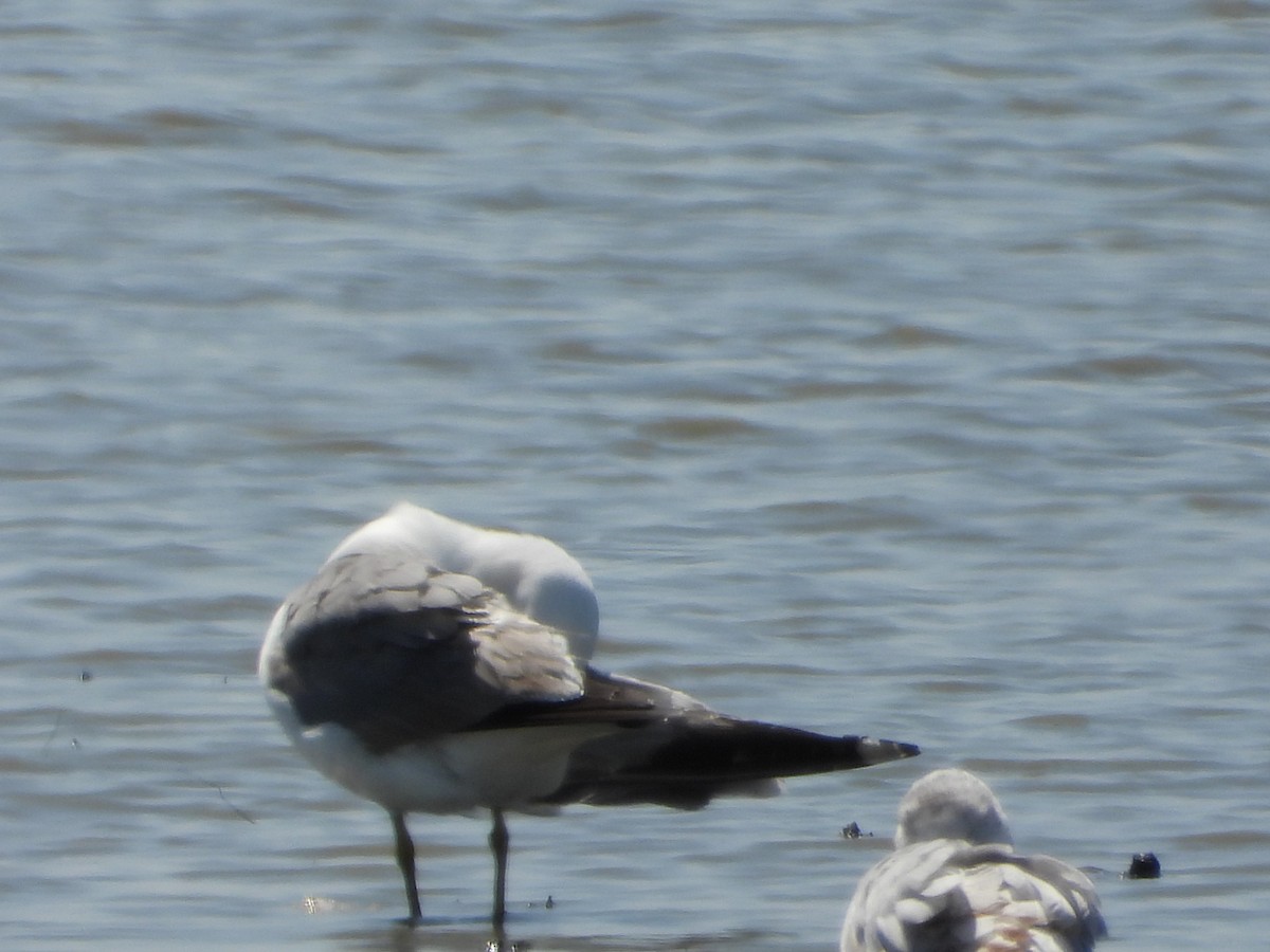 California Gull - ML450285591