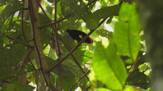 Manakin à cuisses jaunes - ML450285651