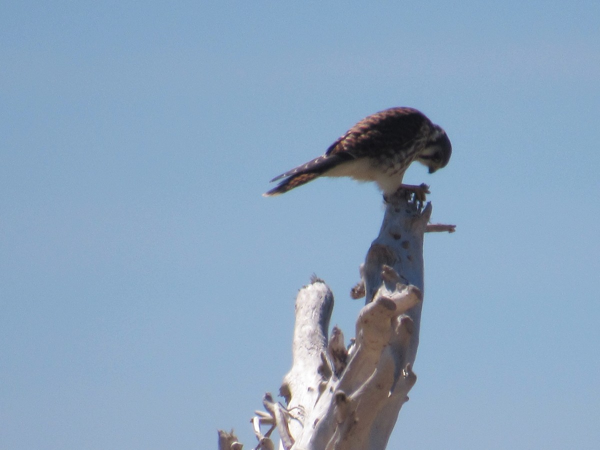 American Kestrel - ML45028591