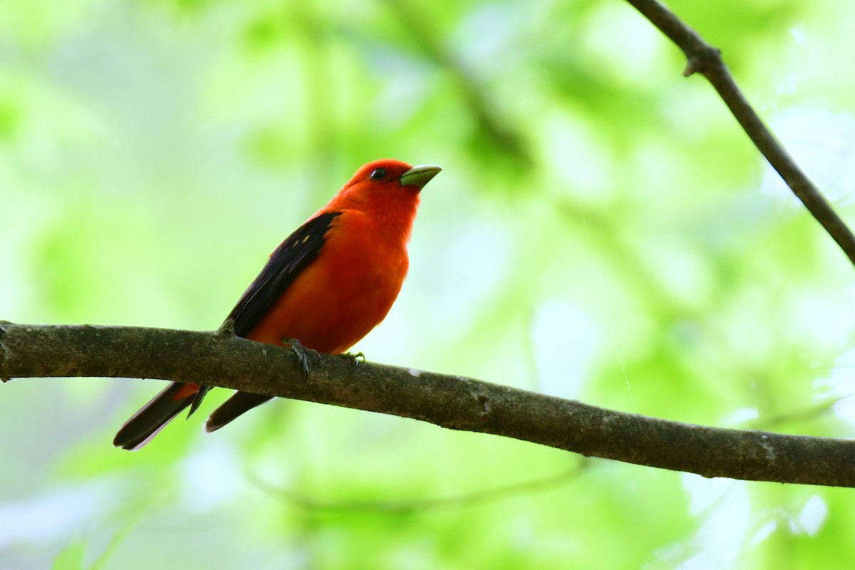 Scarlet Tanager - ML450286291