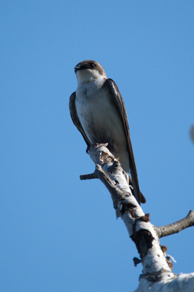 Golondrina Bicolor - ML450286301