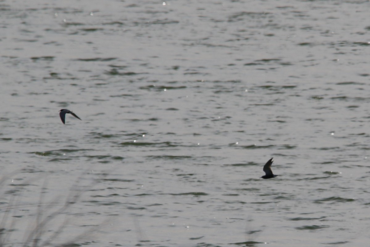 Black Tern - ML450286551